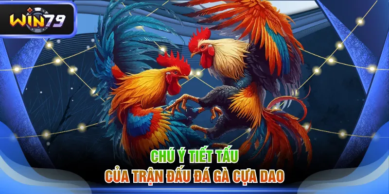 Chú ý tiết tấu của trận đấu đá gà cựa dao