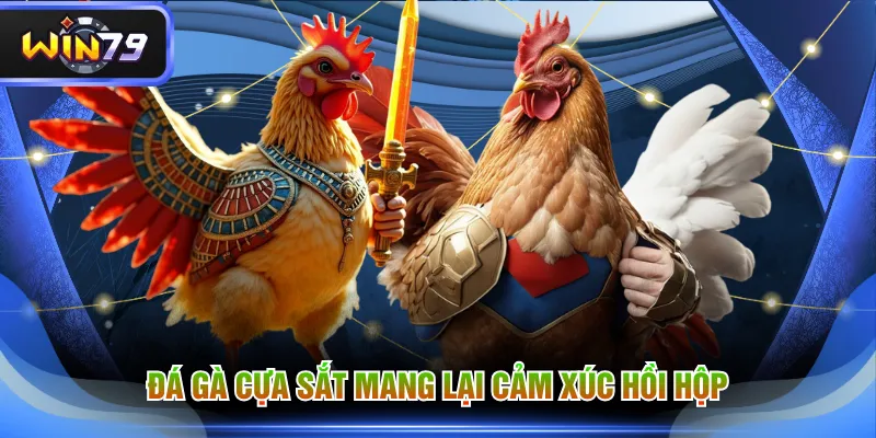 Đá gà cựa sắt mang lại cảm xúc hồi hộp