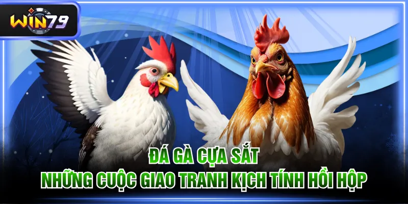 Đá gà cựa sắt