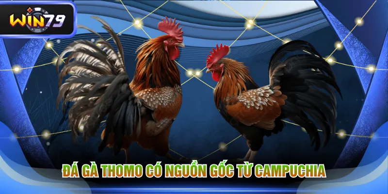 Đá gà Thomo có nguồn gốc từ Campuchia