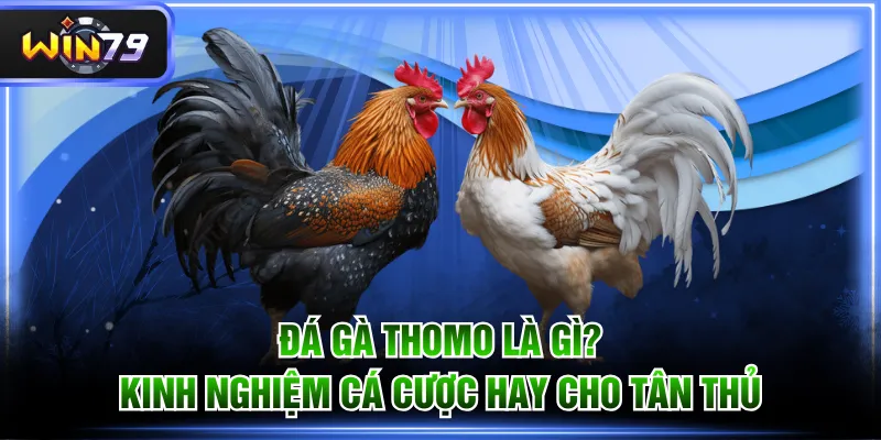 Đá gà Thomo