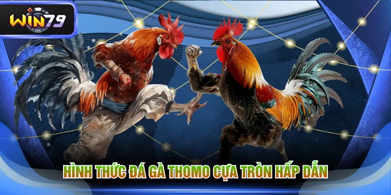 Hình thức đá gà Thomo cựa tròn hấp dẫn