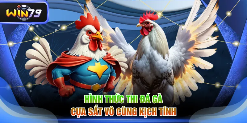 Hình thức thi đá gà cựa sắt vô cùng kịch tính