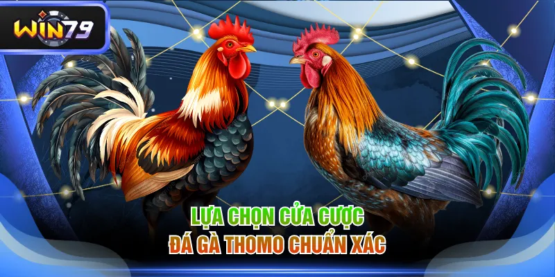 Lựa chọn cửa cược đá gà Thomo chuẩn xác
